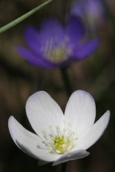 Anémone hepatica